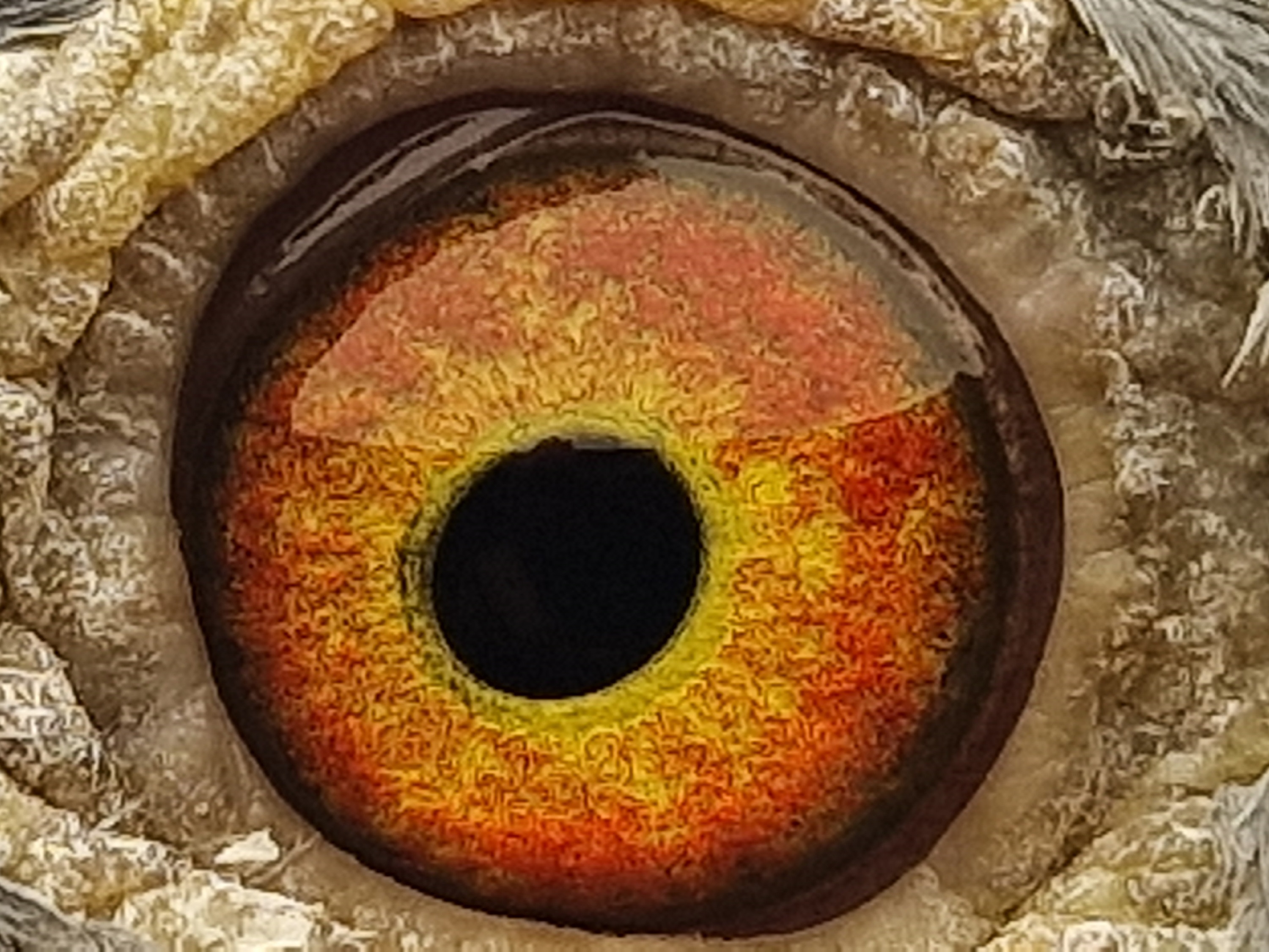 Pigeon eye